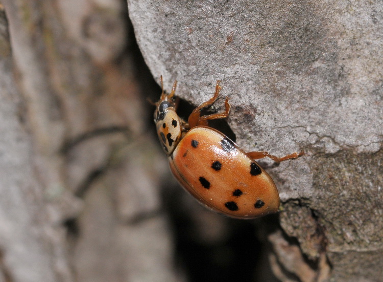 Anisosticta novedecimpunctata ?